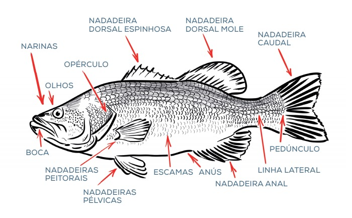 Anatomia dos peixes